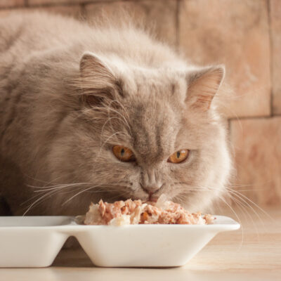 Healthy Foods for Cats with Diabetes Mellitus