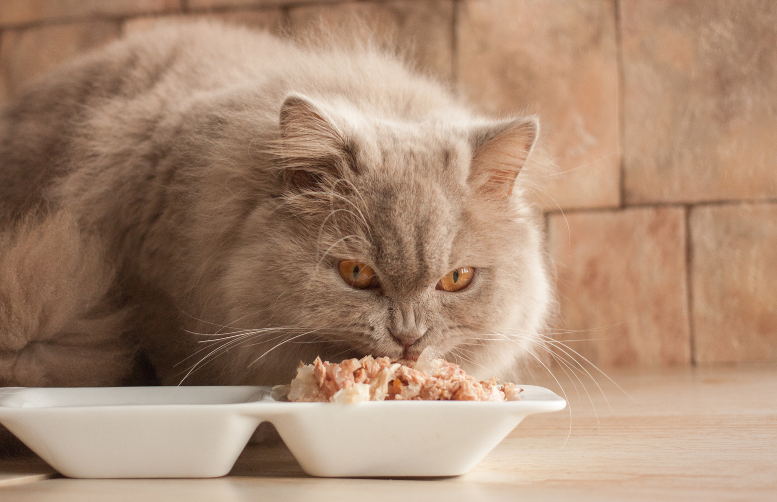 Healthy Foods for Cats with Diabetes Mellitus