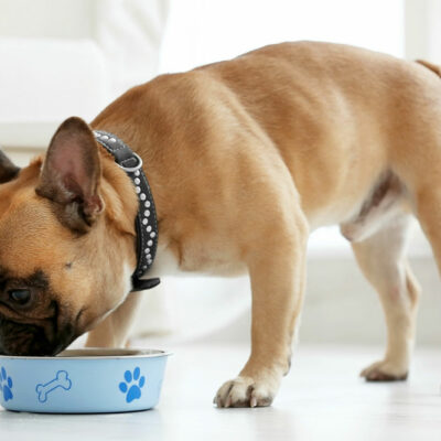 Healthy Treat Tips for Dogs