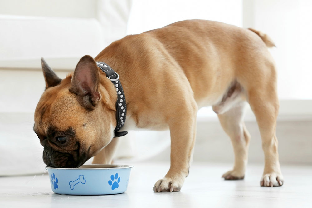 Healthy Treat Tips for Dogs