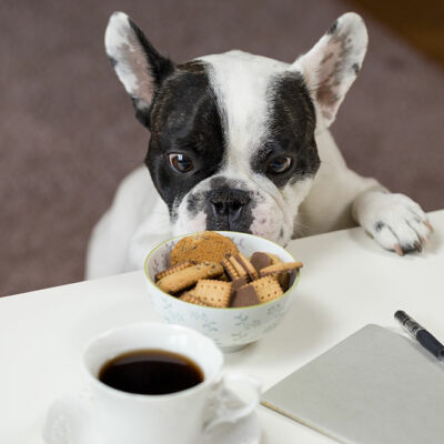 Treating Food Allergies in Dogs