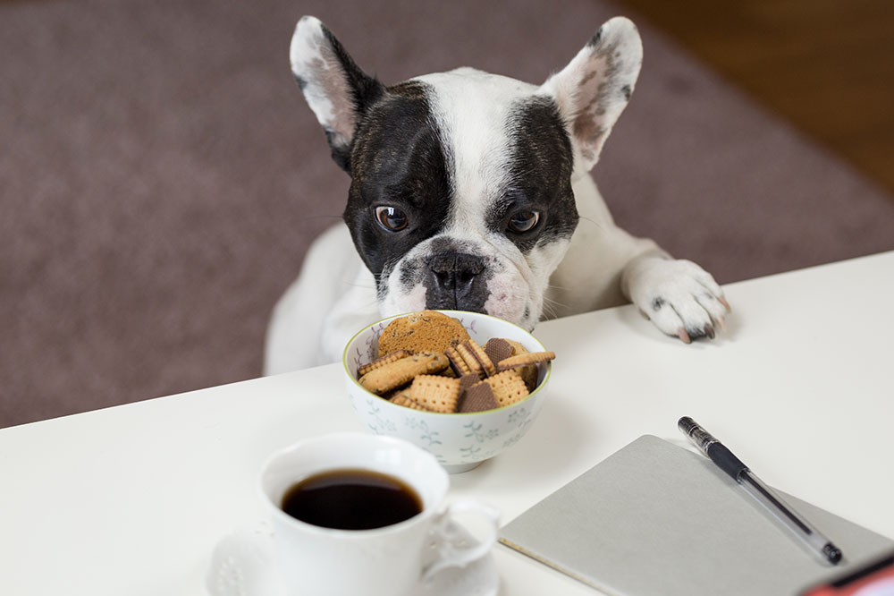 Treating Food Allergies in Dogs