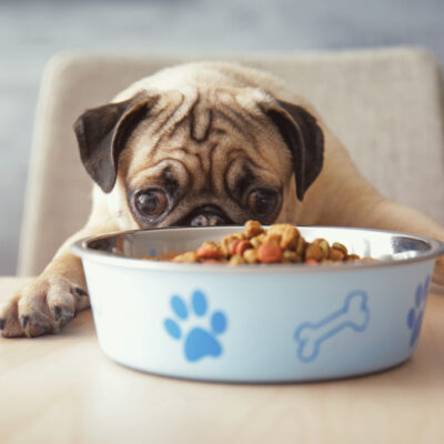 Safe Human Foods to Feed Dogs