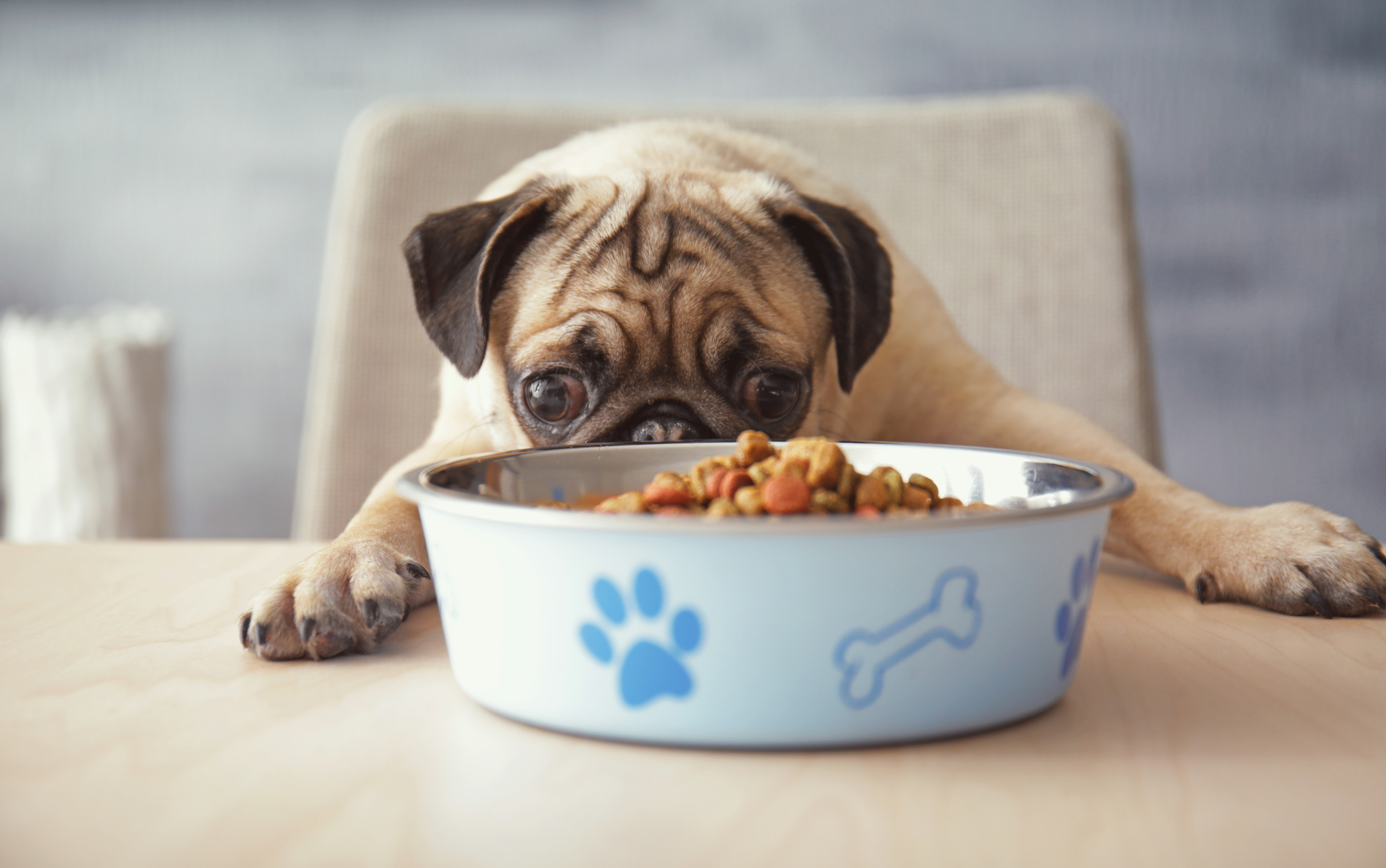 Safe Human Foods to Feed Dogs