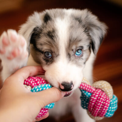 Common Behaviors Dogs Use to Communicate