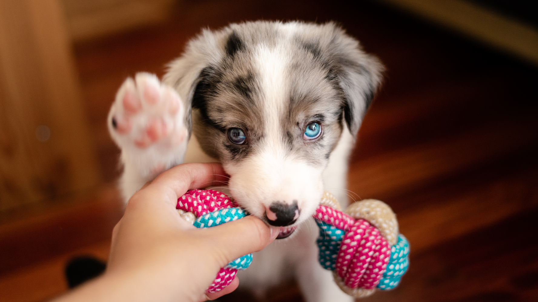 Common Behaviors Dogs Use to Communicate