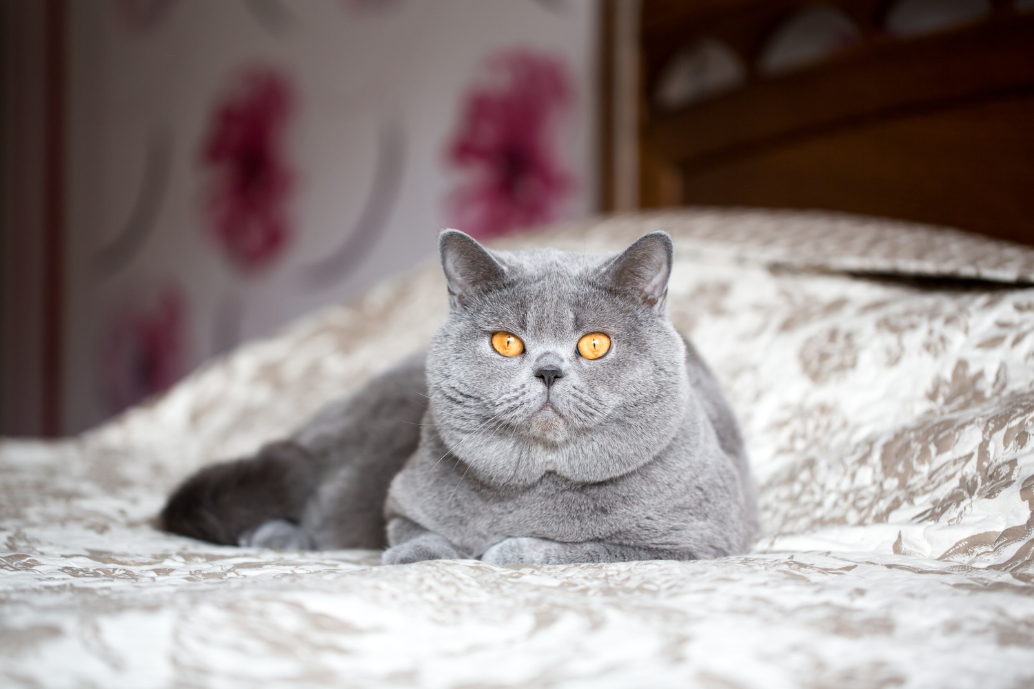 6 Telltale Signs a Cat Isn’t Feeling Well