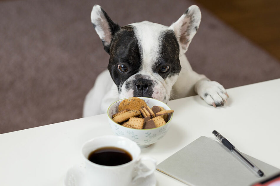 Treating Food Allergies in Dogs